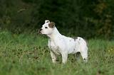BOULEDOGUE AMERICAIN 363